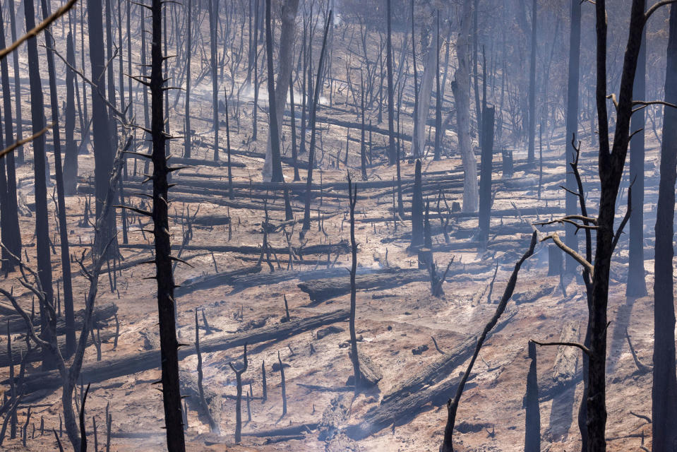 Smoldering tree are all that remain of what was once a living forest after the destructive Oak Fire near Mariposa, on July 25.<span class="copyright">David McNew—AFP/Getty Images</span>