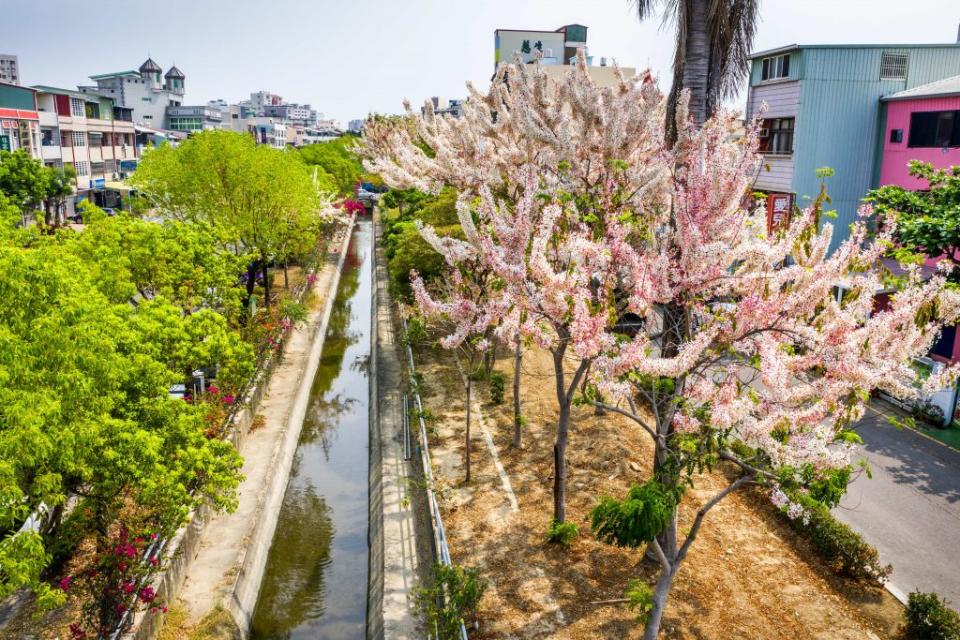 道將圳旁的「花旗木」，粉紅色的花朵散發著淡淡清香，與周遭水圳相映成趣。（記者湯朝村攝)