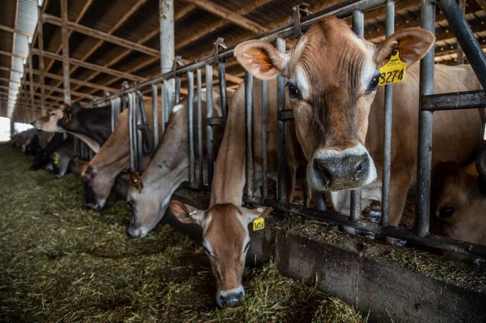 Dairy cows munch on hay and grain inside the barn at Beretta Family Organic Dairy in Santa Rosa on July 15. Because of the drought, the farm has stopped irrigating most of its pastures raising the cost of feeding its cows. It has sold more than 40 cows this year.