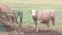 Less feed for cattle: Farmers hoping for rain to let their pastures grow