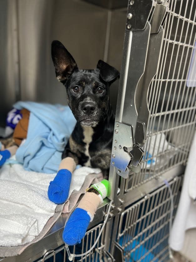 Maui Humane Society treats dog amid wildfires (Courtesy Maui Humane Society)