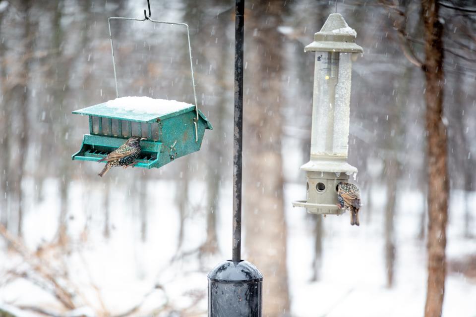 Snow falls Tuesday as birds grab a bite to eat at Martin Park Nature Center in Oklahoma City.