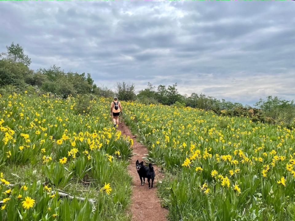 A field of yellow wildflowers.