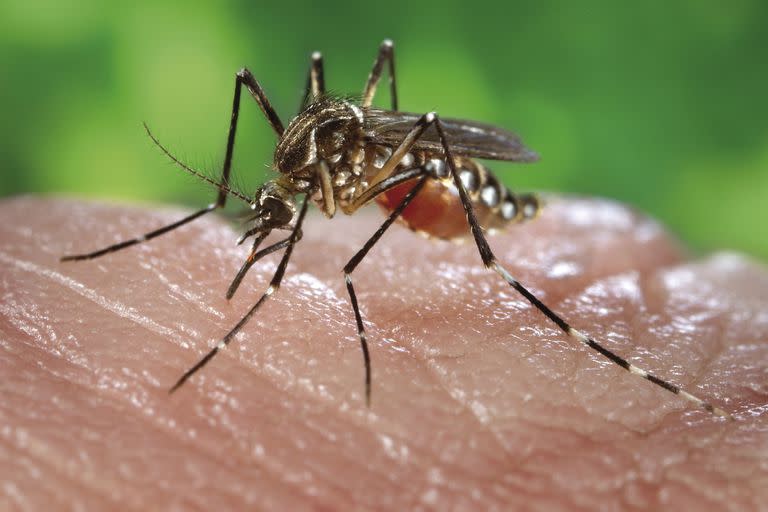 El mosquito Aedes aegypti es de hábitos urbanos y subsiste cuando la población crea el ambiente adecuado con recipientes con agua limpia para poder reproducirse