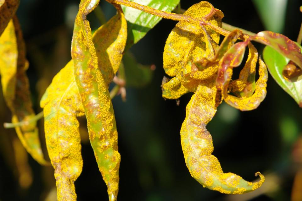 The plant disease myrtle rust killing native rose apple leaves in Hawaii. Pest Plants and Animals/Wikimedia Commons