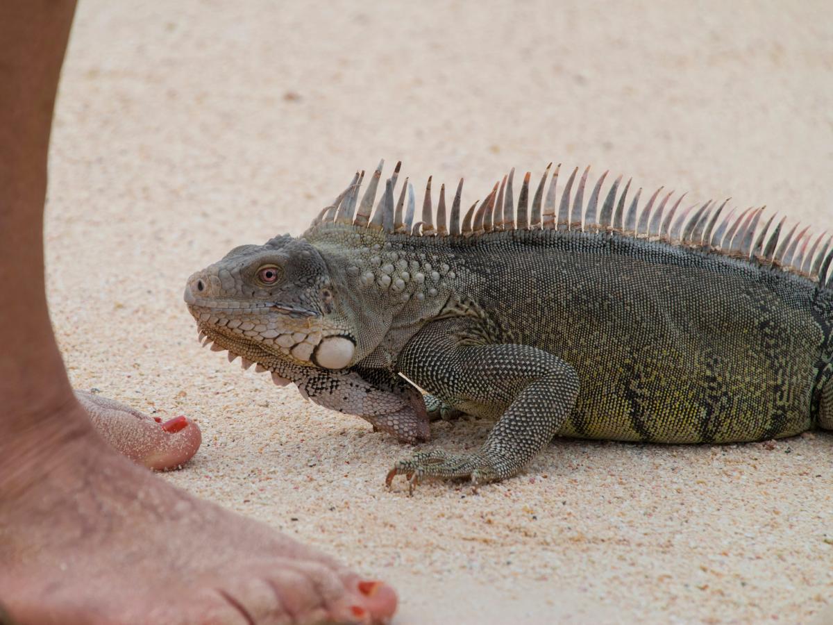 Guy Getting Bit by Iguana on Arm on Purpose