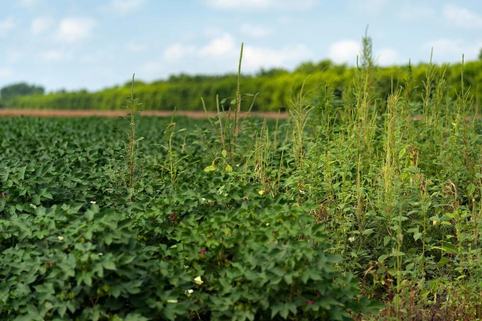 Pest management, weed management and regenerative agriculture are some of the topics that will be discussed during the Mid-Plains Ag Expo on Jan. 18 in Plainview.