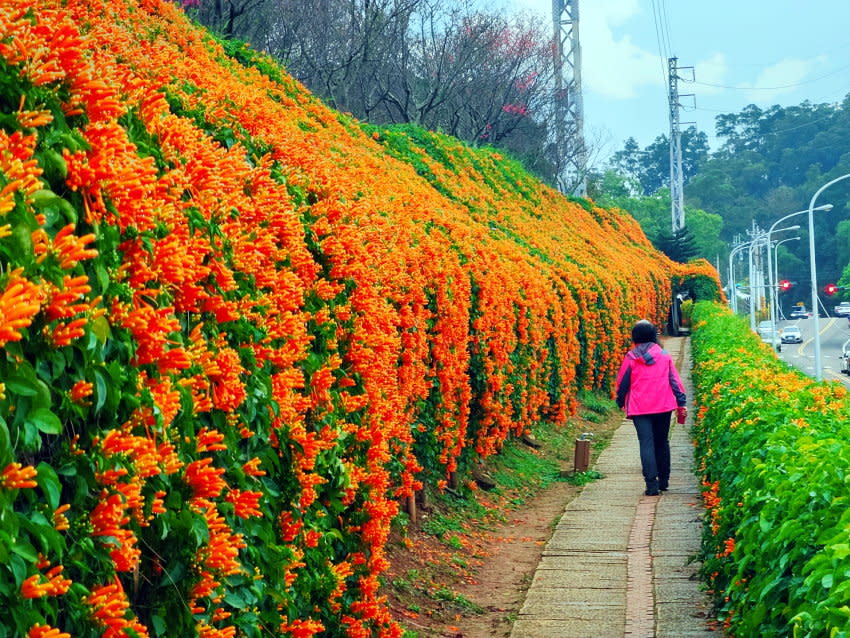 苗栗｜銅鑼炮仗花海公園