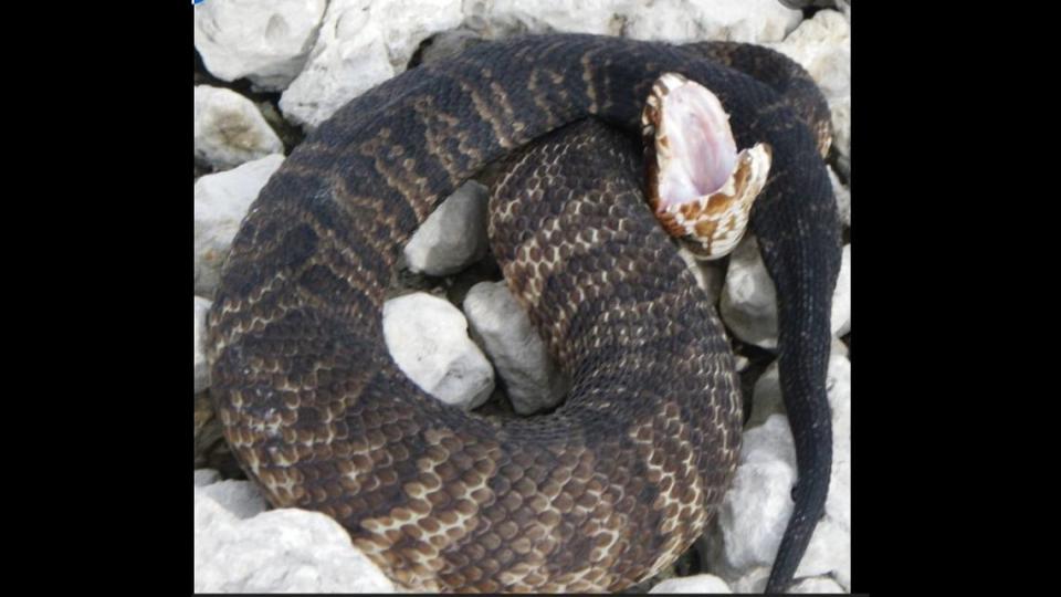 Native cottonmouth