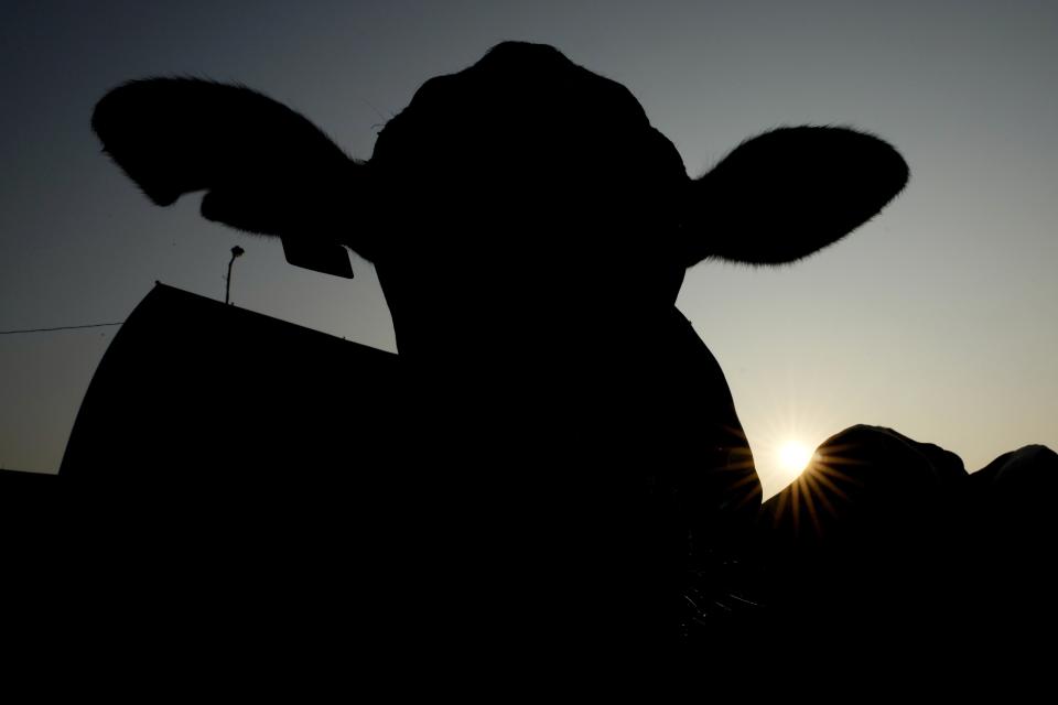 A cow stands in an outdoor pen on the Ted and Megan McAllister dairy farm, Monday, July 24, 2023, in New Vienna, Iowa. More intense summer heat resulting from emissions-driven climate change means animal heat stress that can result in billions of dollars in lost revenue for farmers and ranchers if not properly managed. The McAllister family installed new fans above the beds where their cows lie. (AP Photo/Charlie Neibergall)