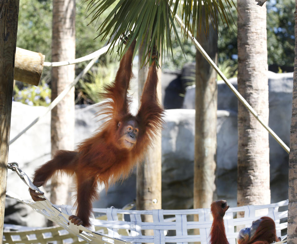 In this image provided by the Audubon Nature Institute, Menari, critically endangered Sumatran orangutan, climbs in her enclosure at the Audubon Zoo in New Orleans, on Sept. 25, 2015. Menari is pregnant with twins, the zoo in New Orleans announced Thursday, Oct. 21, 2021. The births in December or January will be the first for Menari, 12, but the third and fourth sired by Jambi, a male brought to New Orleans in late 2018 from a zoo in Germany. (Susan Poag/Audubon Nature Institute via AP)