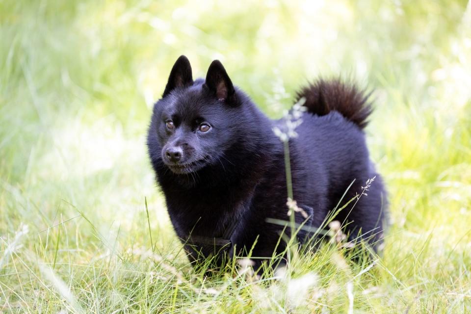 small fluffy dog breeds shipperke