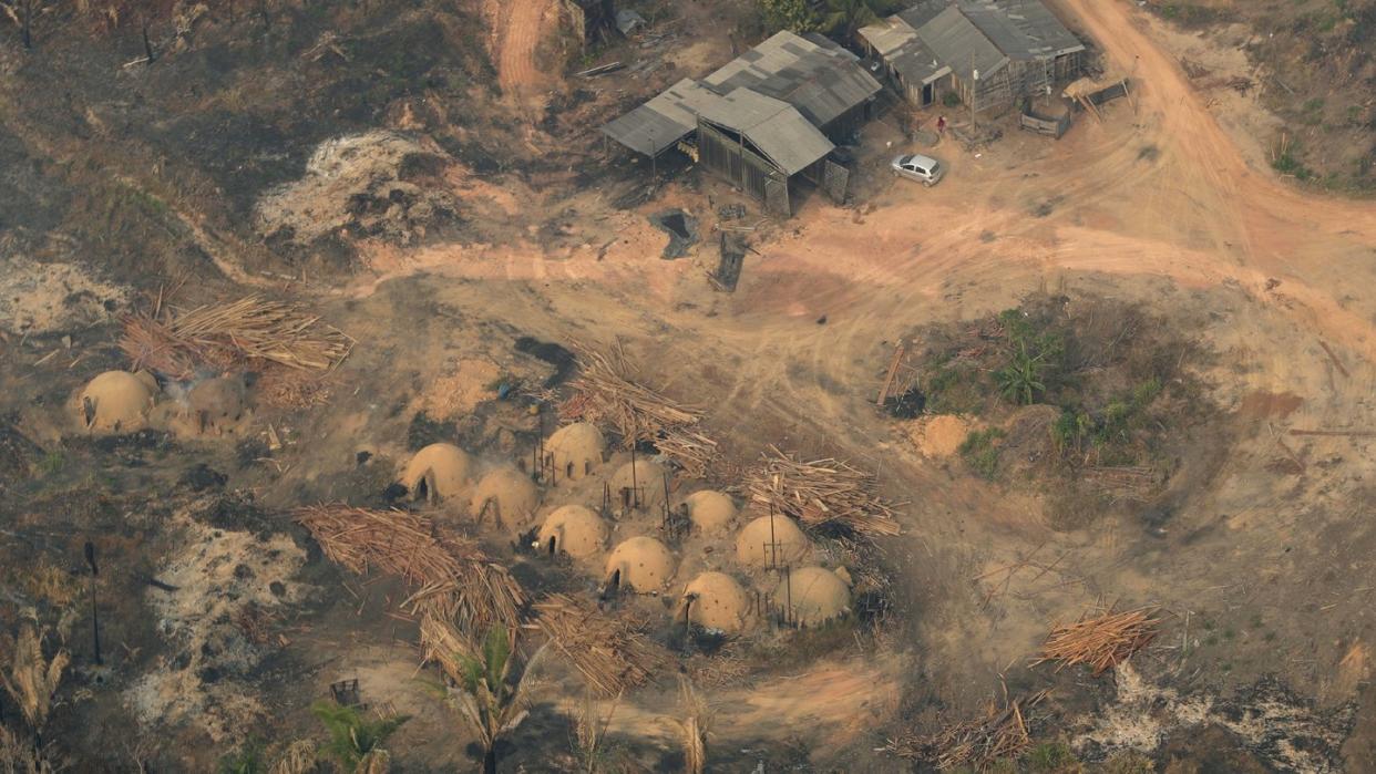 Die Abholzung des Regenwalds könnte die Verbreitung von Pandemien begünstigen.