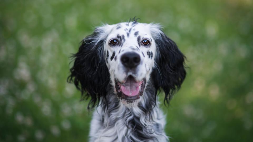 English Setter standing in field