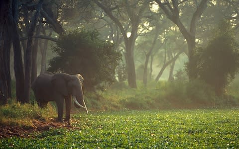 Elephant Mana Pools - Credit: Getty