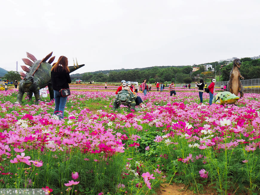 2023銅鑼杭菊芋頭節