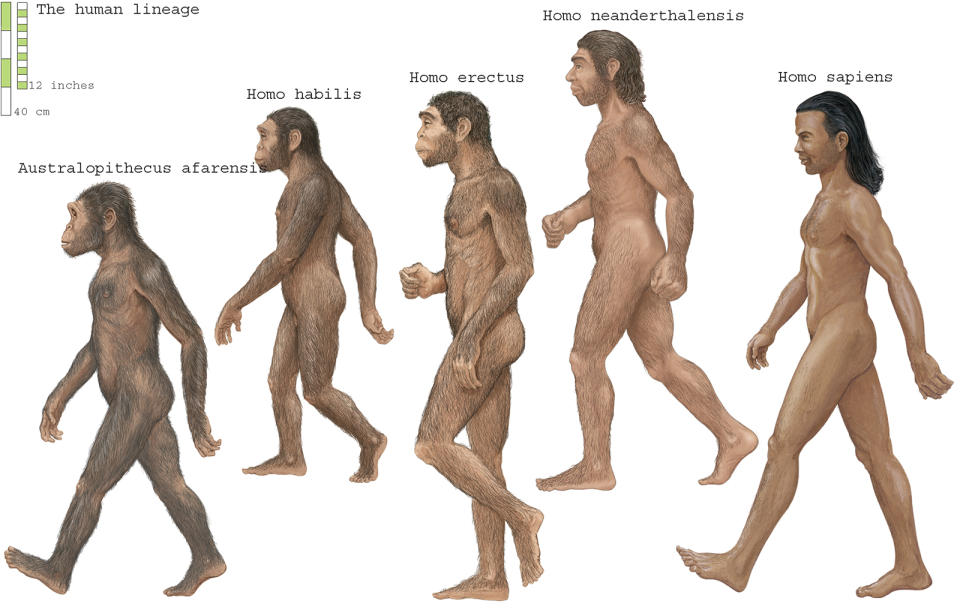 Group of Homosapiens, Australopithecus afarensis, Homo erectus, Homo habilis, and Neanderthal. (Photo by: Encyclopaedia Britannica/Universal Images Group via Getty Images)