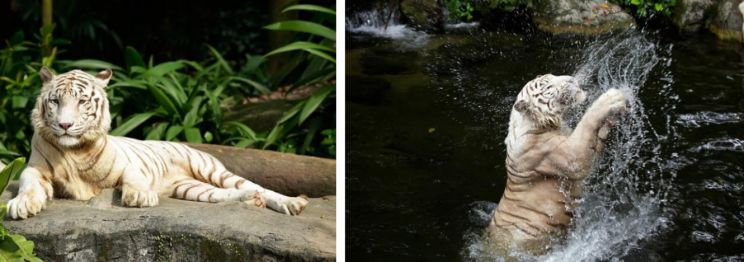 Omar, the white tiger at the Singapore Zoo. Photo: Wildlife Reserves Singapore