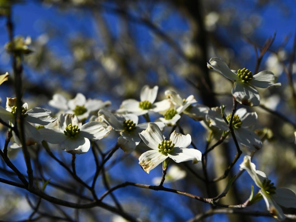 A dogwood tree blooms on Gibbs Drive in North Knoxville.