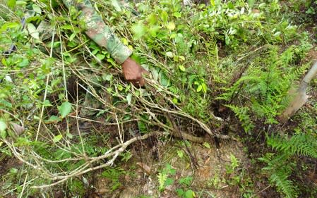 Soldados del Ejército Nacional arrancan arbustos de hoja de coca en zona rural del municipio de Tarazá, en el departamento de Antioquia