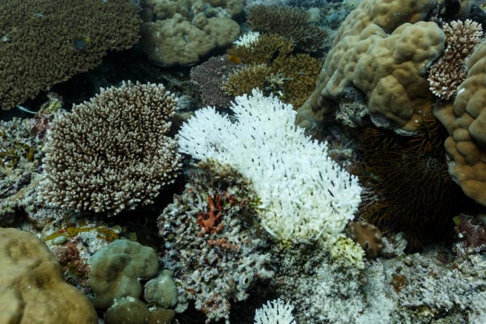 Closeup of bleached patch of coral.