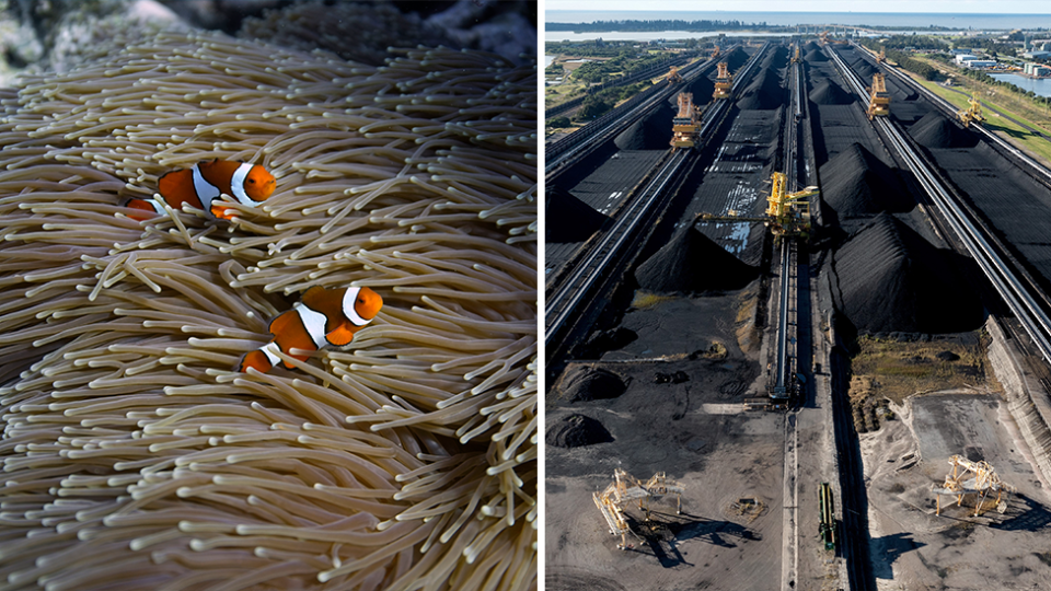 Left - clown fish in coral. Right - a big coal mining operation from above.