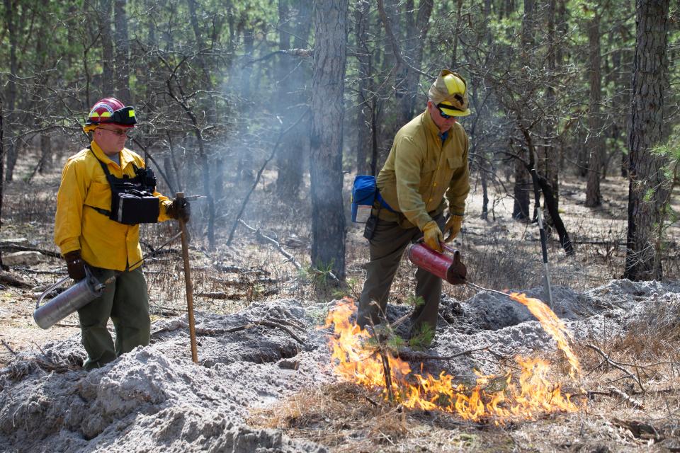 NJ Forest Fire Service members ignite the dense fuel on the ground in the area of Roosevelt City. Local and state officials join members of the New Jersey Forest Fire Service in the Roosevelt City section of Manchester Township to demonstrate a prescribed burn. This is a preventive action taken to protect people and structures in the area.   
Manchester, NJ
Wednesday, March 13, 2024