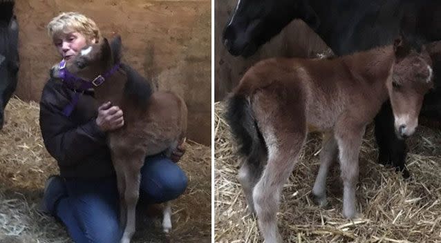 Ms Smith initially bred Digby to be a therapy horse, but said he had 