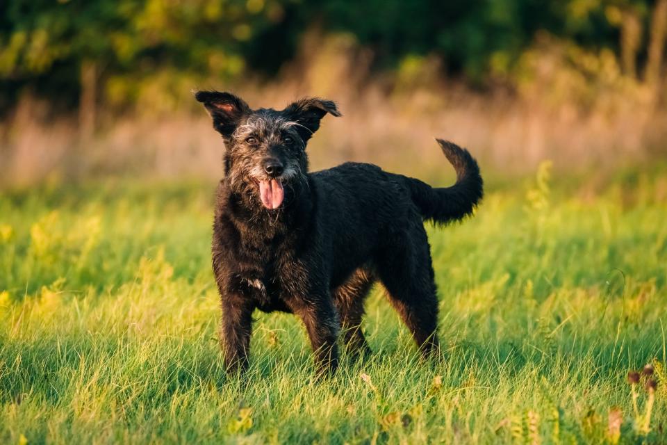 <p>Keiner will schon bei der Anschaffung an das Ende des Tieres denken. Doch erspart das dem ein oder anderen Tier einen Lebensabend im Tierheim. Katzen und Hunde können beispielsweise bis zu 15 Jahre alt werden. (Bild: iStock / bruev)</p>