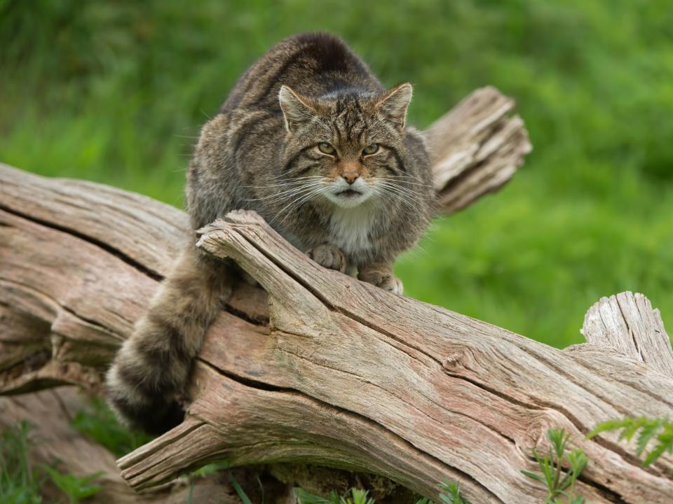 There are as few as 45 wildcats left in the highlands: Getty/iStock