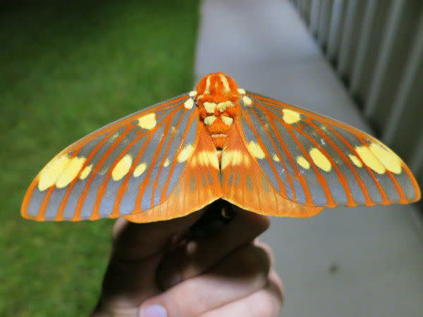 Kadoka1 / Wikimedia Commons / CC BY-SA 3.0 Regal moth