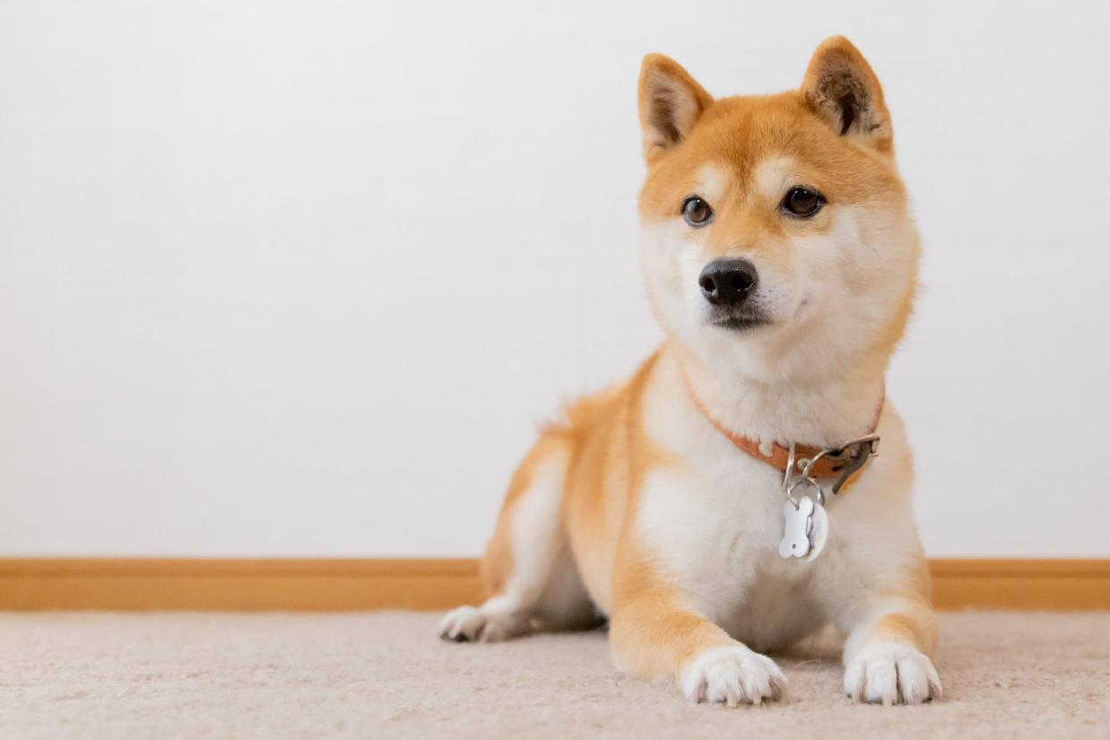 Portrait of Mame-Shibainu