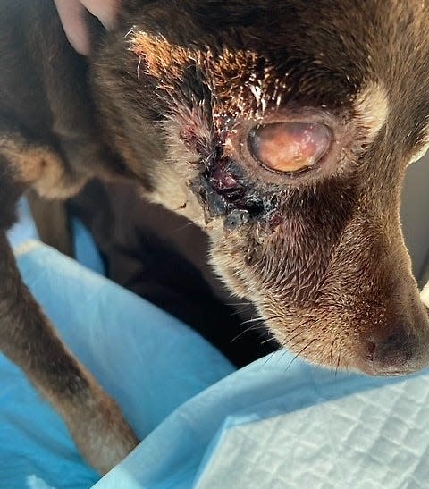 This miniature pinscher with a bulging eye was kept at Berkeley County Animal Control for eight days without necessary medical care, Alley Cat Allies said in a recent court action against the shelter.