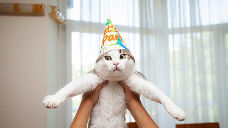 Funny shot of cat wearing birthday party hat