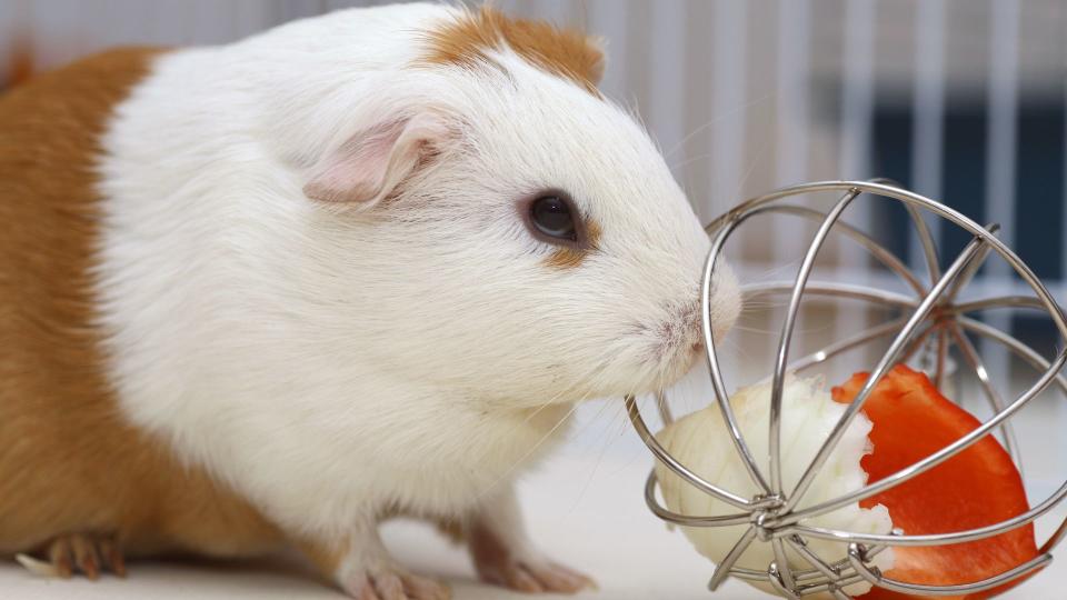 Guinea pig playing with toy — Best pet accessories