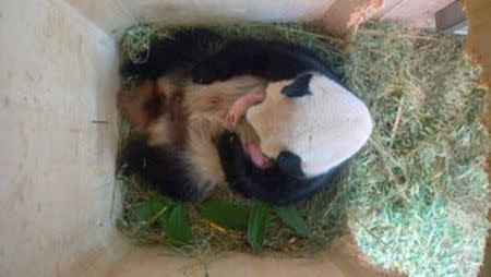 Giant panda Yang Yang and her twin cubs, which were born on August 7, 2016, are seen in this still frame taken from surveillance camera footage dated August 15, 2016 and released on August 16, 2016, in a breeding box inside their enclosure at Schoenbrunn Zoo in Vienna, Austria. Schoenbrunn Zoo/Handout via REUTERS