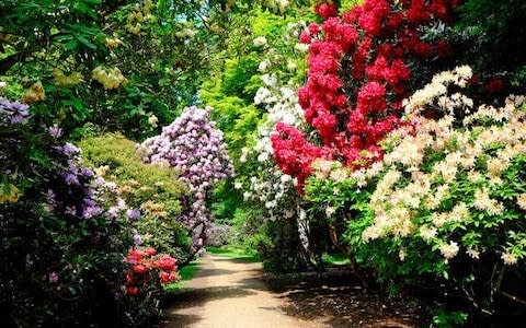 rhododendrons at Sheringham Park, Norfolk, below right - Credit: Alamy