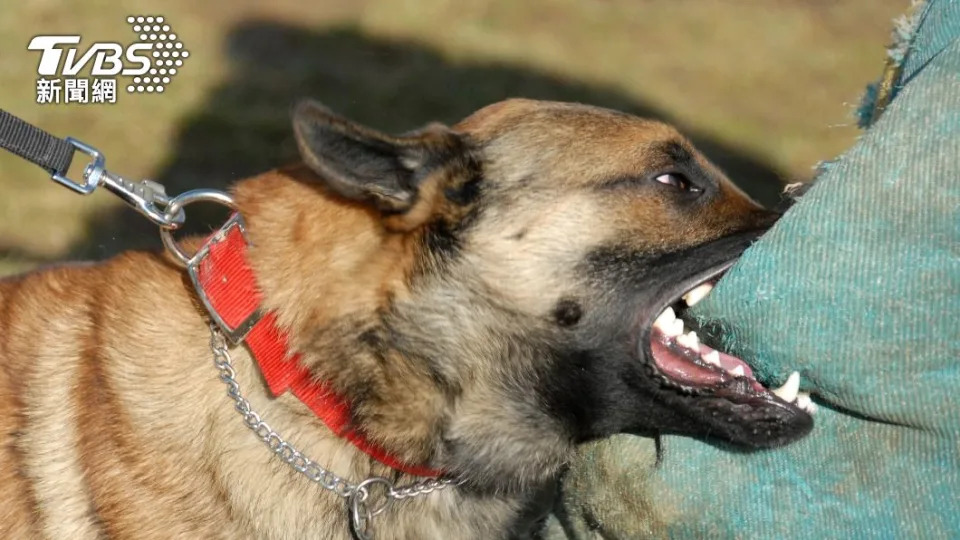 動物管制局將該比特犬安樂死。（示意圖／shutterstock達志影像）