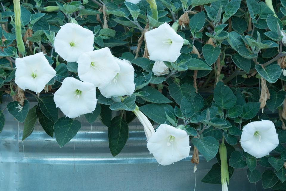 Jimsonweed is the favorite wildflower of  Lee Clippard, executive director of the Lady Bird Johnson Wildflower Center. Watch out, it can be lethal.