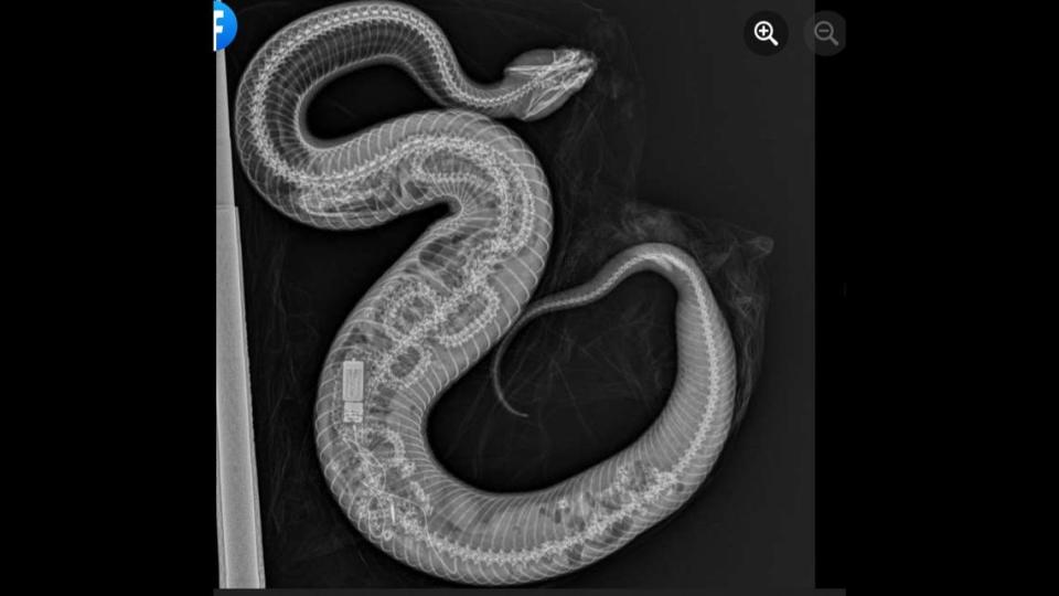 X-Ray of cottonmouth that ate a python in South Florida/Zoo Miami