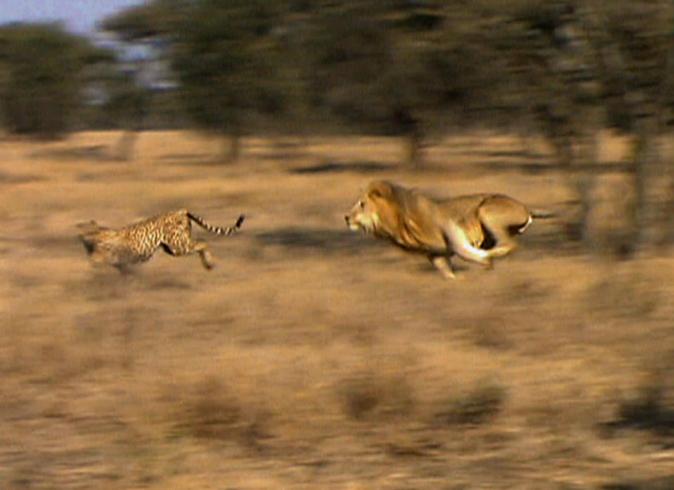 Cat Wars:  Lion vs. Cheetah