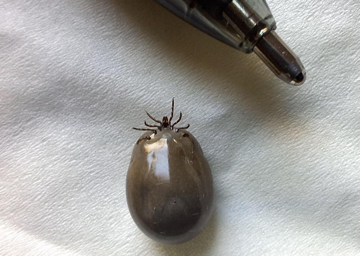 Ticks can bite into a human or animal and start to ingest blood which causes its abdomen to swell. After a few days, the tick falls off its host. This tick, positioned near a ballpoint pen tip, was removed from a dog in Somerset County.