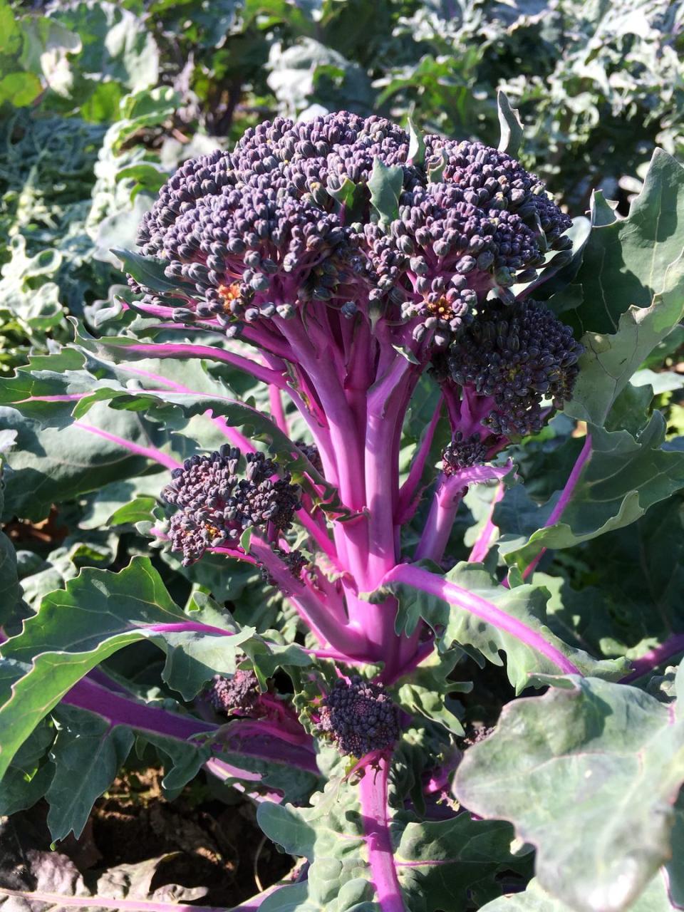 <p>Perfect for smaller gardens and new plant lovers, 'Purplelicious' looks and tastes great. It has a higher nutritional value to its green competitors, and is unique in being the only variety to keep its purple colour once cooked.</p><p>• <a href="http://www.stonebarn.uk/" rel="nofollow noopener" target="_blank" data-ylk="slk:Stonebarn Landscapes;elm:context_link;itc:0;sec:content-canvas" class="link ">Stonebarn Landscapes</a></p>