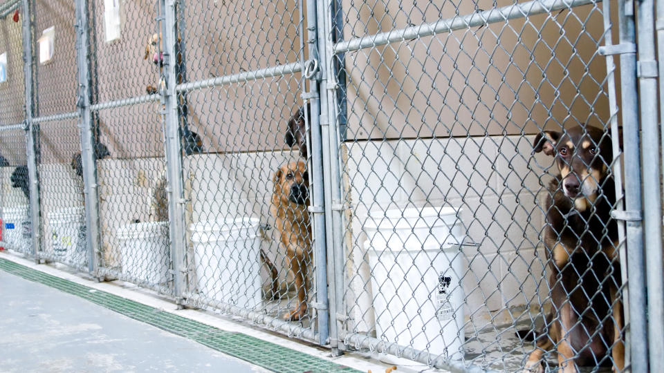 Dogs in kennels