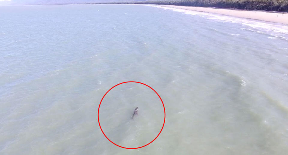 A crocodile spotted in waters off Four Mile Beach, Port Douglas, on Tuesday. Source: Queensland Police