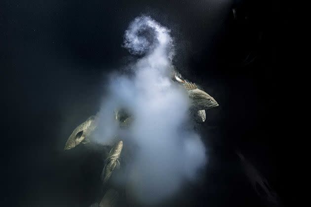 Laurent Ballesta (4), Wildlife Photographer of the Year