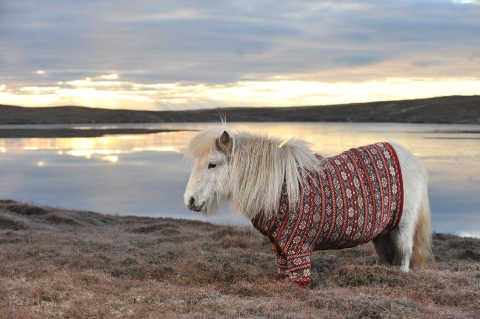 Shetland ponies Fivla and Vitamin model their woolen sweaters as part of Scotland's 'Year of Natural Scotland' ad campaign.