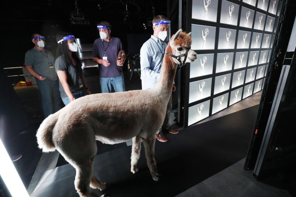 Stand-in actor Dana Kenerson maneuvers Isabella the alpaca as she is brought in during rehearsals.