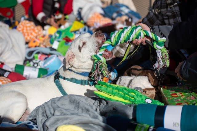 <p>Best Friends Animal Society</p> Watch Shelter Dogs Open Christmas Presents from Santa’s Sleigh in Adorable Photos