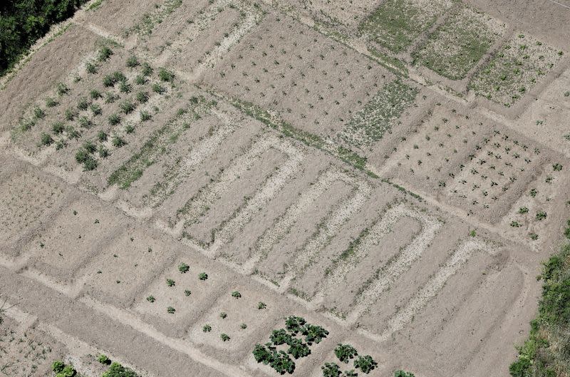 FILE PHOTO: Vegetable patch is affected by the prolonged drought, in Ronda